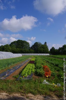 belle rangée de salades
