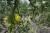 Tomate poire jaune