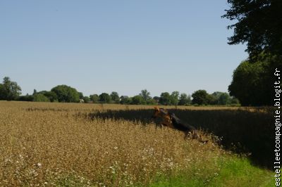 En pleine chasse...pauvre mulot